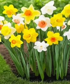 Trumpet Daffodils Garden Diamond Painting