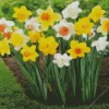 Trumpet Daffodils Garden Diamond Painting