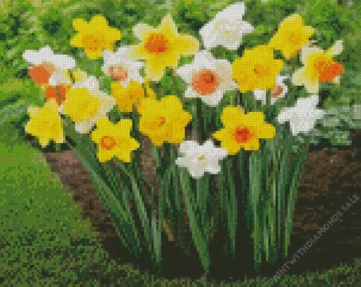 Trumpet Daffodils Garden Diamond Painting