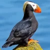 Tufted Puffin Diamond Painting