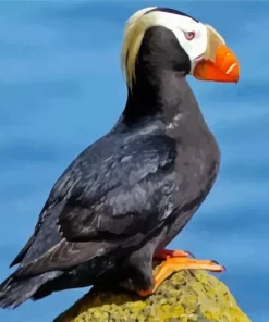 Tufted Puffin Diamond Painting