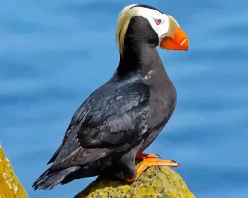 Tufted Puffin Diamond Painting