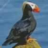 Tufted Puffin Diamond Painting