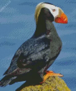 Tufted Puffin Diamond Painting