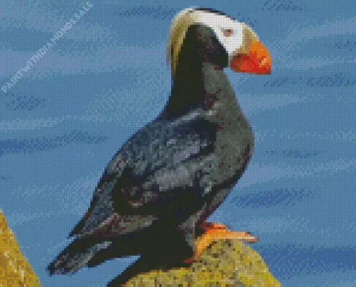 Tufted Puffin Diamond Painting