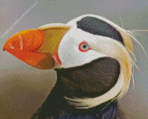 Tufted Puffin Bird Diamond Painting