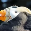 Tufted Puffin Close Up Diamond Painting