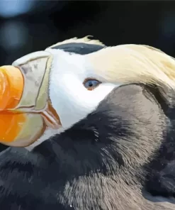 Tufted Puffin Close Up Diamond Painting