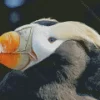 Tufted Puffin Close Up Diamond Painting