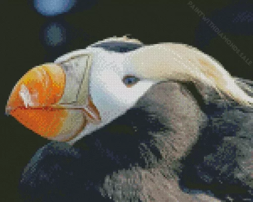 Tufted Puffin Close Up Diamond Painting