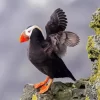 Tufted Puffin Wings Diamond Painting