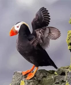 Tufted Puffin Wings Diamond Painting