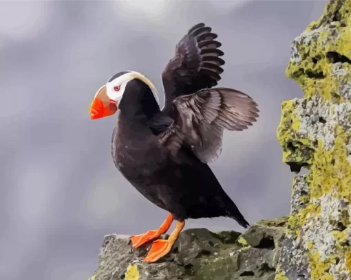 Tufted Puffin Wings Diamond Painting