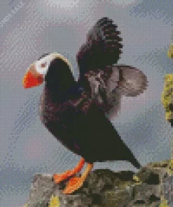 Tufted Puffin Wings Diamond Painting