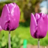 Tulip Purple Prince Bulbs Diamond Painting