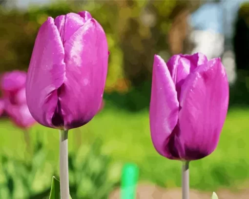 Tulip Purple Prince Bulbs Diamond Painting