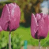 Tulip Purple Prince Bulbs Diamond Painting