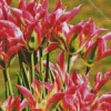 Viridiflora Tulips Diamond Painting