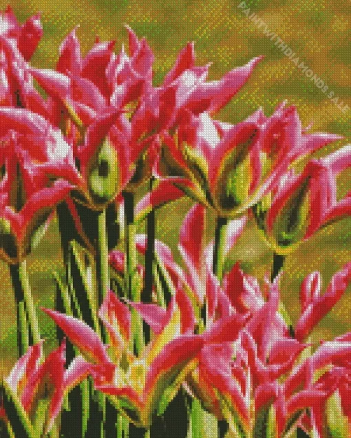 Viridiflora Tulips Diamond Painting