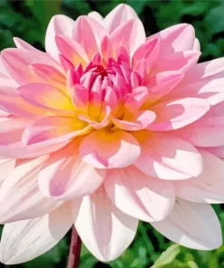 Waterlily Dahlias Diamond Painting