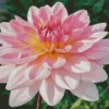 Waterlily Dahlias Diamond Painting