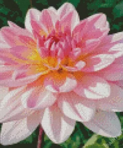 Waterlily Dahlias Diamond Painting