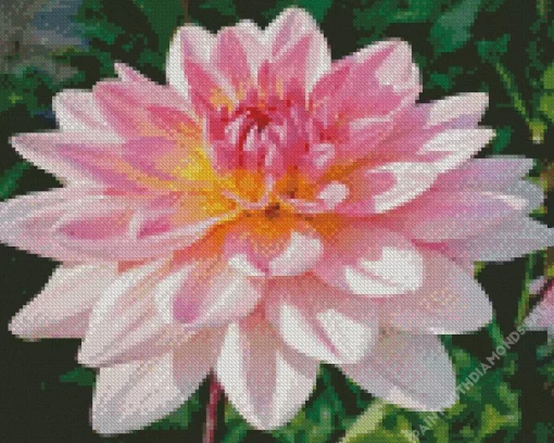 Waterlily Dahlias Diamond Painting