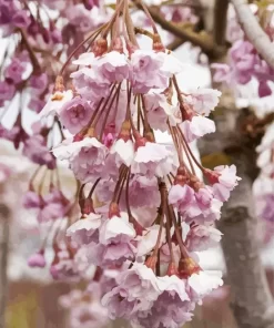 Weeping Cherry Tree Diamond Painting