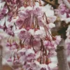 Weeping Cherry Tree Diamond Painting