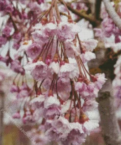 Weeping Cherry Tree Diamond Painting