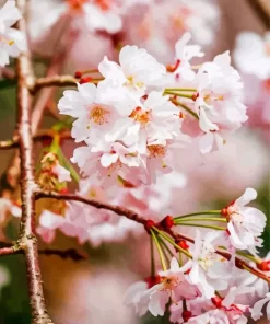 Weeping Cherry Tree Close Up Diamond Painting