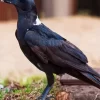 White Necked Raven Diamond Painting