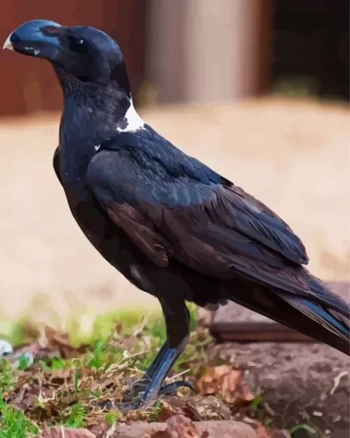 White Necked Raven Diamond Painting