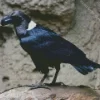 White Necked Raven bird Diamond Painting