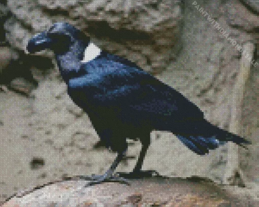 White Necked Raven bird Diamond Painting