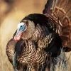 Wild Turkey Bird Diamond Painting