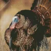 Wild Turkey Bird Diamond Painting