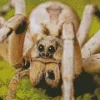 Wolf Spiders Diamond Painting