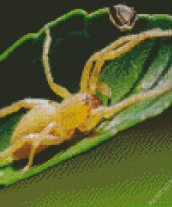 Yellow Sac Spider Insect Diamond Painting