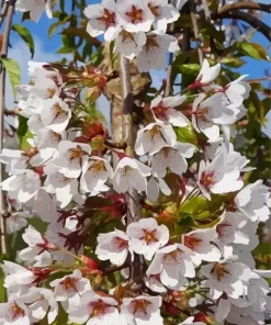 Yoshino Cherry Blossom Diamond Painting