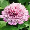 Zinderella Zinnia Diamond Painting