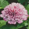 Zinderella Zinnia Diamond Painting