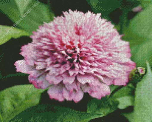 Zinderella Zinnia Diamond Painting