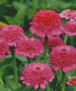 Zinderella Zinnia Flowers Diamond Painting