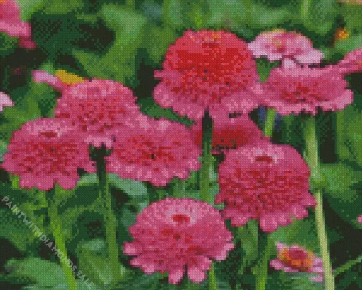 Zinderella Zinnia Flowers Diamond Painting