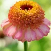 Zinnia Zinderella Peach Diamond Painting