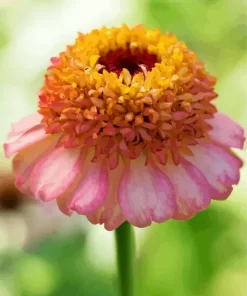 Zinnia Zinderella Peach Diamond Painting