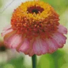 Zinnia Zinderella Peach Diamond Painting