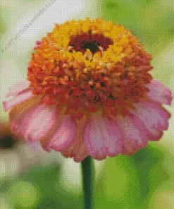 Zinnia Zinderella Peach Diamond Painting