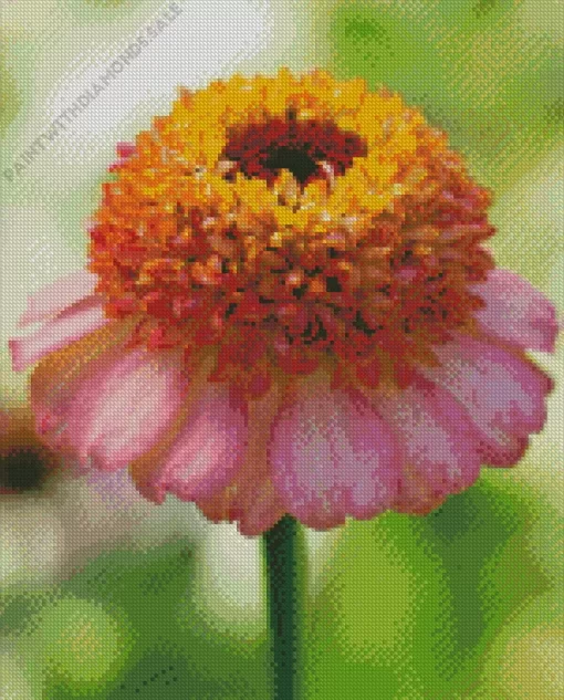 Zinnia Zinderella Peach Diamond Painting